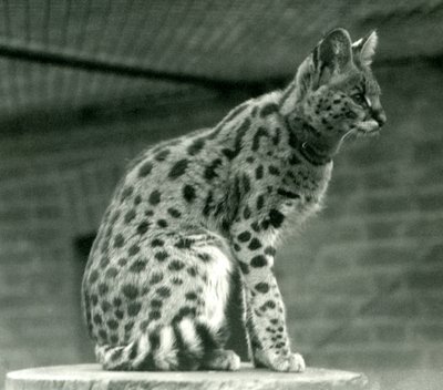 Ein Serval im Londoner Zoo, 1923 von Frederick William Bond